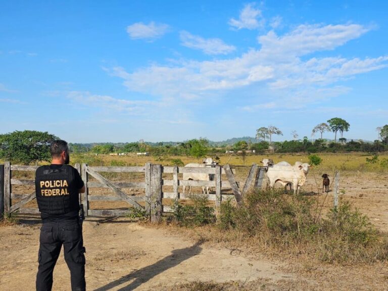Amapá, Tocantins e Roraima lideram redução da violência letal na Amazônia Legal, aponta Anuário