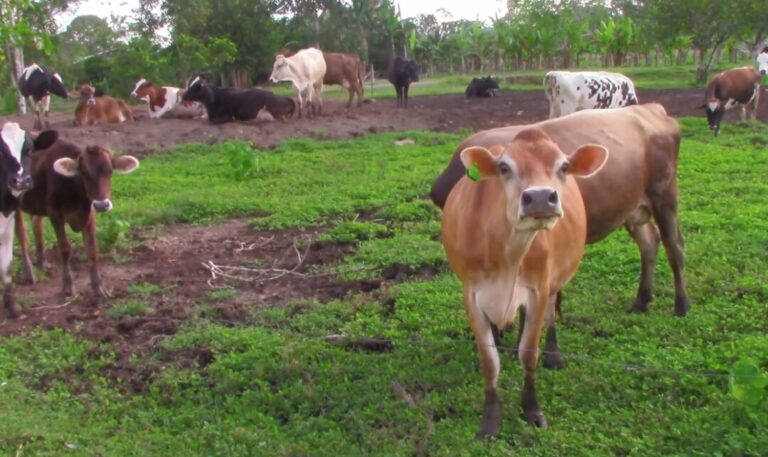 Vídeo educativo mostra como é a produção leiteira no Acre