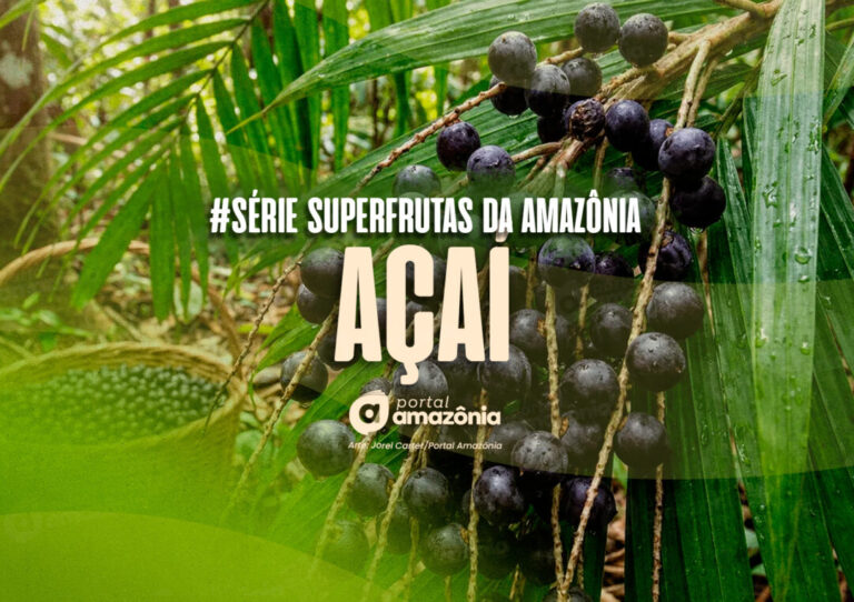 #Série l Superfrutas da Amazônia: açaí, o tesouro amazônida