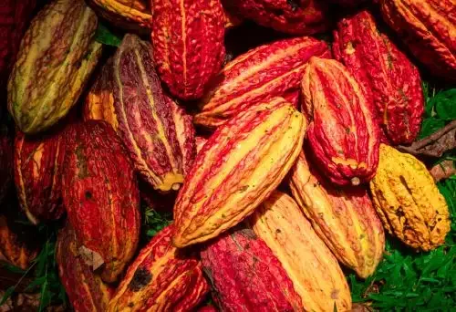 Estudo de novas variedades de cacau no Peru determinará sua resistência ao clima e às pragas