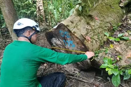Fiscalização reduziu em mais de 99% relatos de ‘árvores fantasma’ em Loreto, no Peru