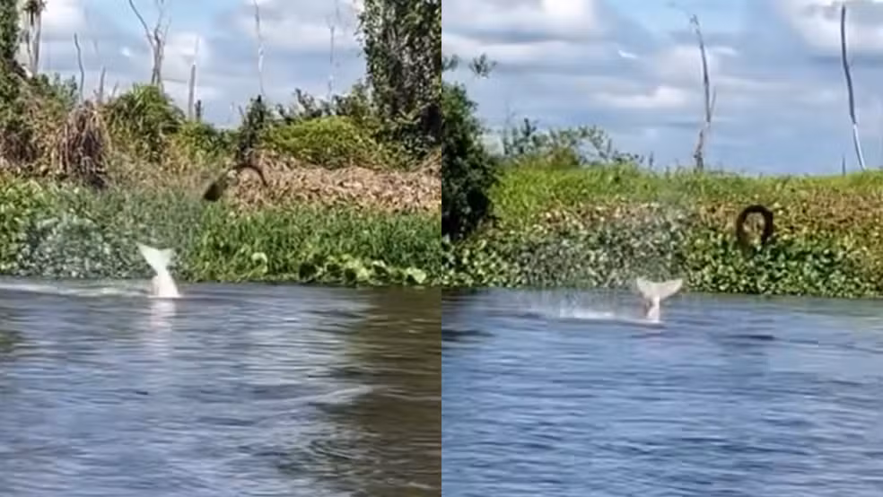 Boto arremessa peixe-elétrico para fora da água em rio de Rondônia; VÍDEO