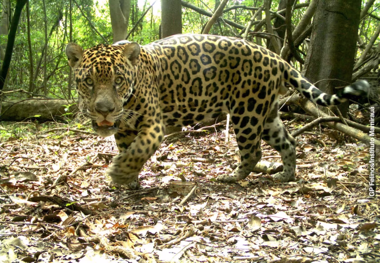 Alta densidade de onças nas florestas inundáveis da Amazônia pode mascarar mudanças críticas na população