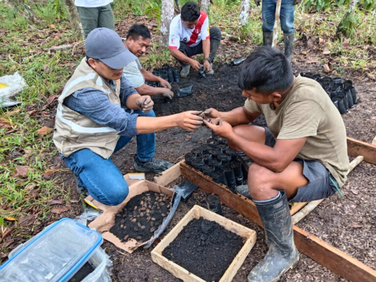 Sistema de colheita de sementes de pau-rosa sem cortes é desenvolvido por pesquisadores peruanos