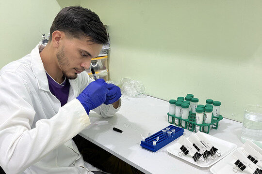 Copaíba-amazônica tem potencial como alternativa natural para controle do carrapato bovino, aponta estudo