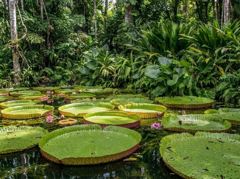 Potencial de minerais críticos e estratégicos na Amazônia é detalhado em estudo da ANM