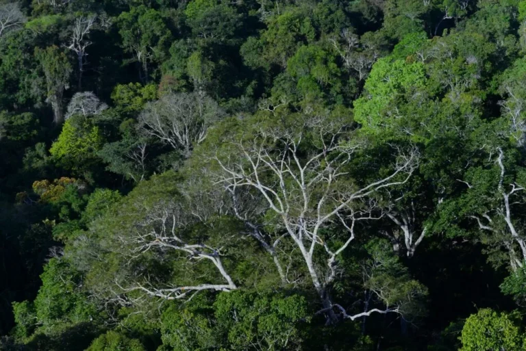 Clima e crime organizado exigem cooperação entre países amazônicos