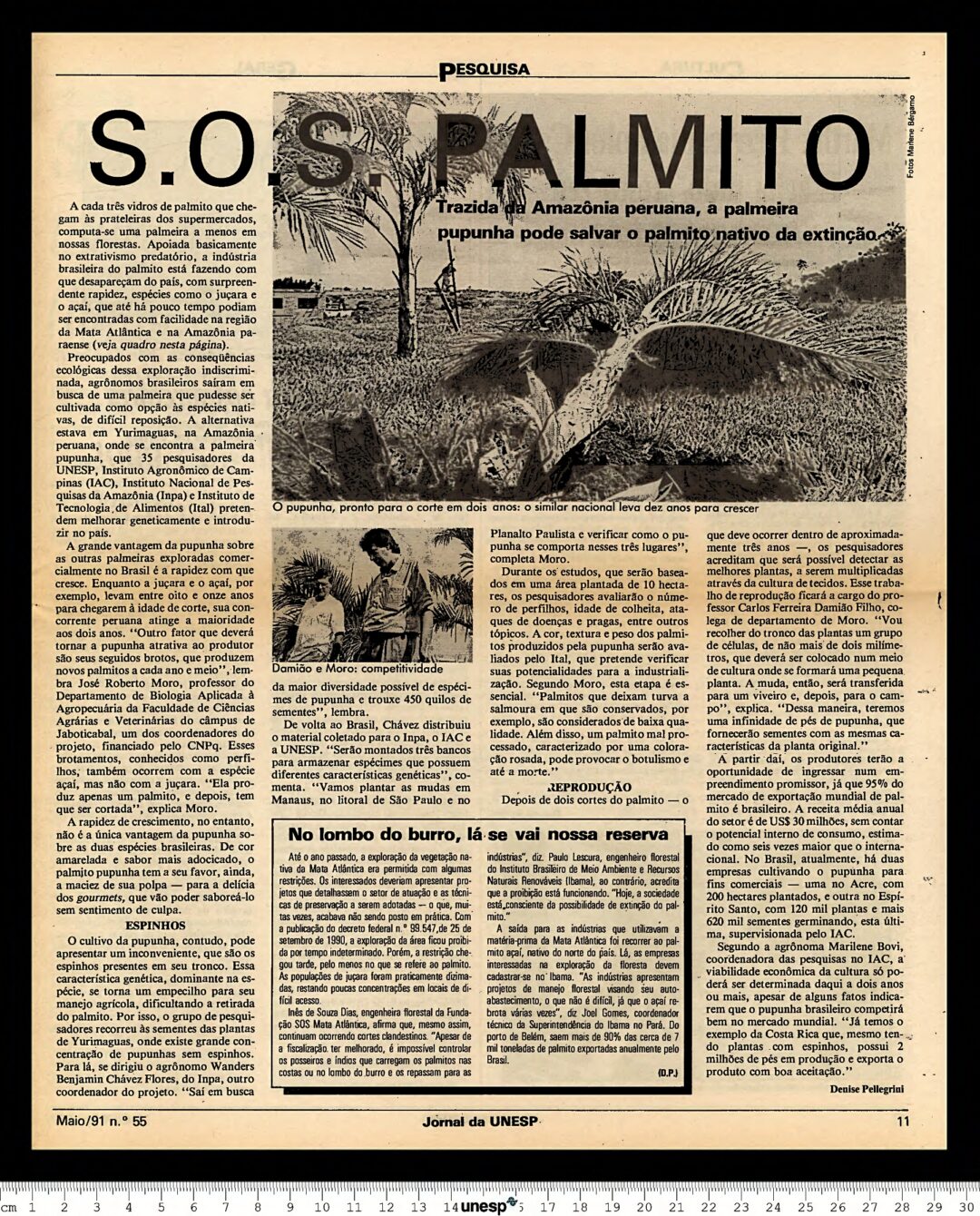 Imagem em preto e branco mostra jornal da Unesp falando sobre palmito