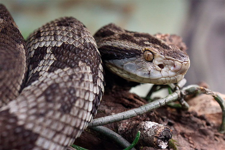 Homens pardos, de baixa escolaridade e em áreas rurais são as principais vítimas de acidentes com cobras no Brasil