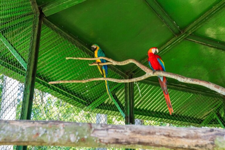 Aves silvestres voltam à natureza após reabilitação em projeto realizado em parceria com o Ibama em Manaus