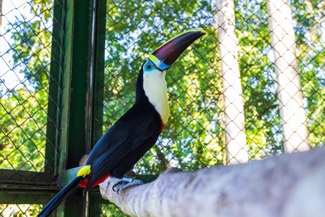 Aves silvestres voltam à natureza após reabilitação em projeto realizado em parceria com o Ibama em Manaus