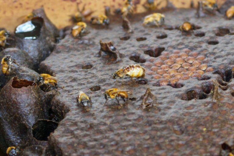 Pesquisadora do Inpa ganha prêmio internacional por estudo com “samburá” de abelha amazônica sem ferrão