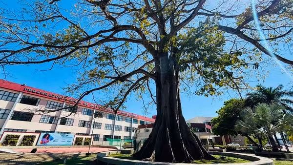 Samaúma de 80 anos é tombada como patrimônio em Macapá