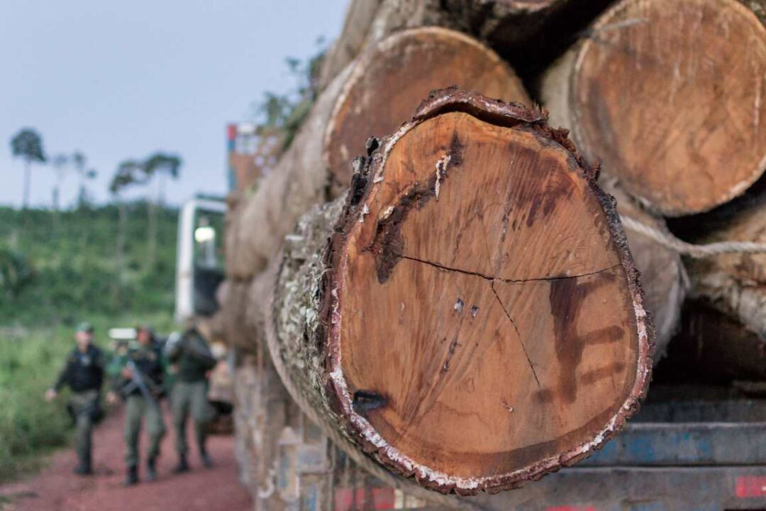 Análise de isótopos pode auxiliar a polícia no combate ao comércio ilegal de madeira da Amazônia