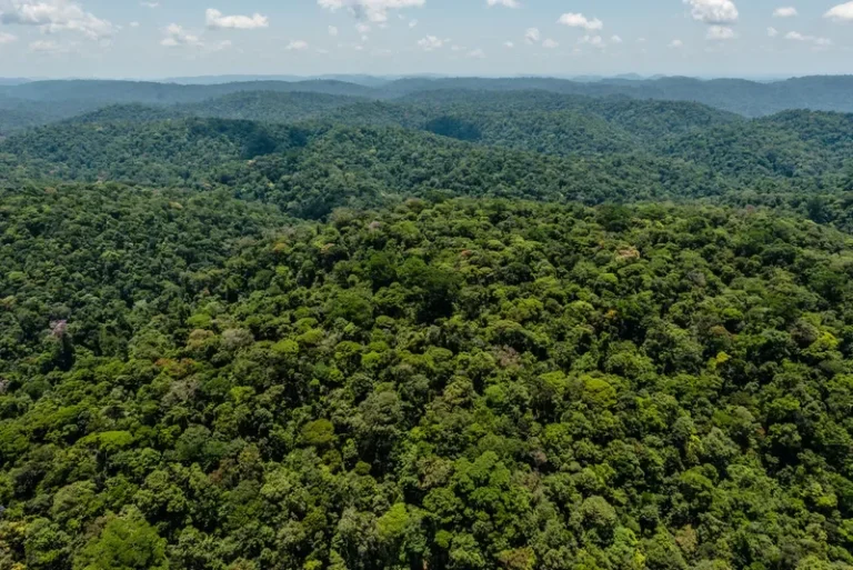Mais de 80% das áreas protegidas da Amazônia tiveram desmatamento zero no primeiro semestre