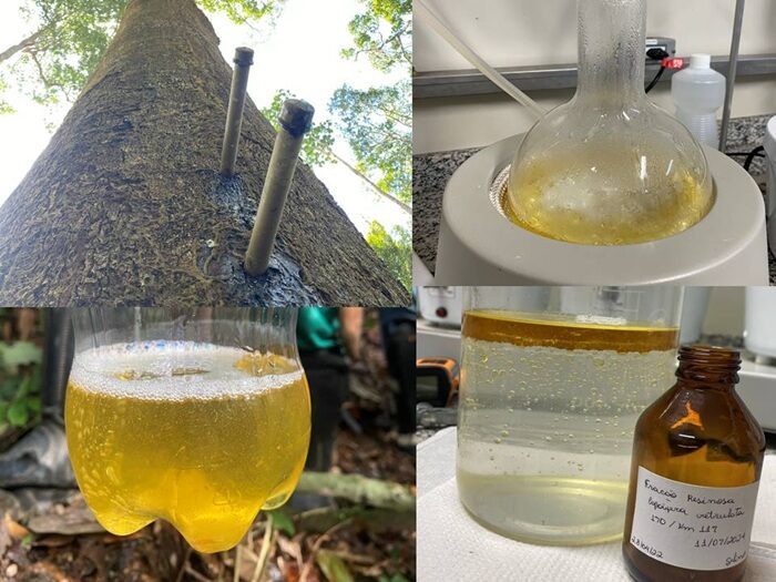 Copaíba-amazônica tem potencial como alternativa natural para controle do carrapato bovino, aponta estudo