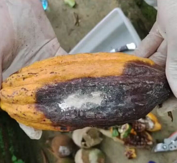 Emergência fitossanitária é prorrogada por mais um ano devido à praga que ataca cacau e cupuaçu no Acre