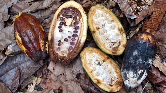 Emergência fitossanitária é prorrogada por mais um ano devido à praga que ataca cacau e cupuaçu no Acre