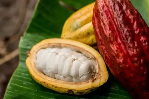 Descoberta na Amazônia peruana: pesquisa revela quatro novos grupos genéticos de cacau