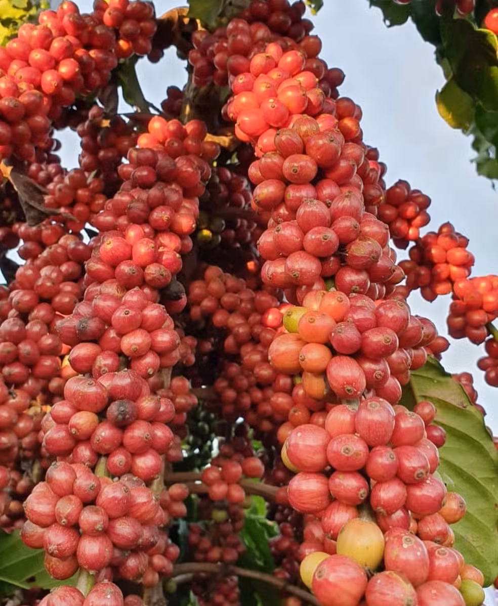 Conheça a cooperativa que ajudou a transformar o robusta amazônico em café premiado