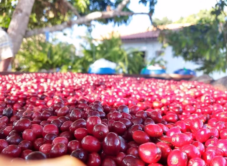 De Rondônia para o mundo: cooperativa ajudou a transformar o robusta amazônico em café premiado