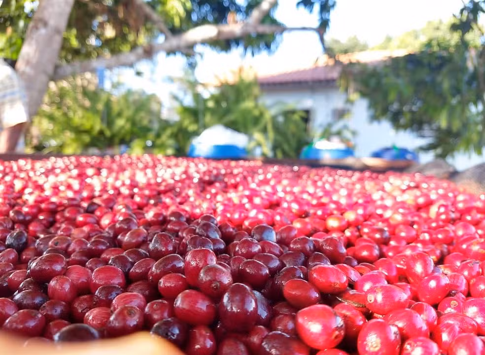 Cooperativa ajudou a transformar o robusta amazônico em café premiado