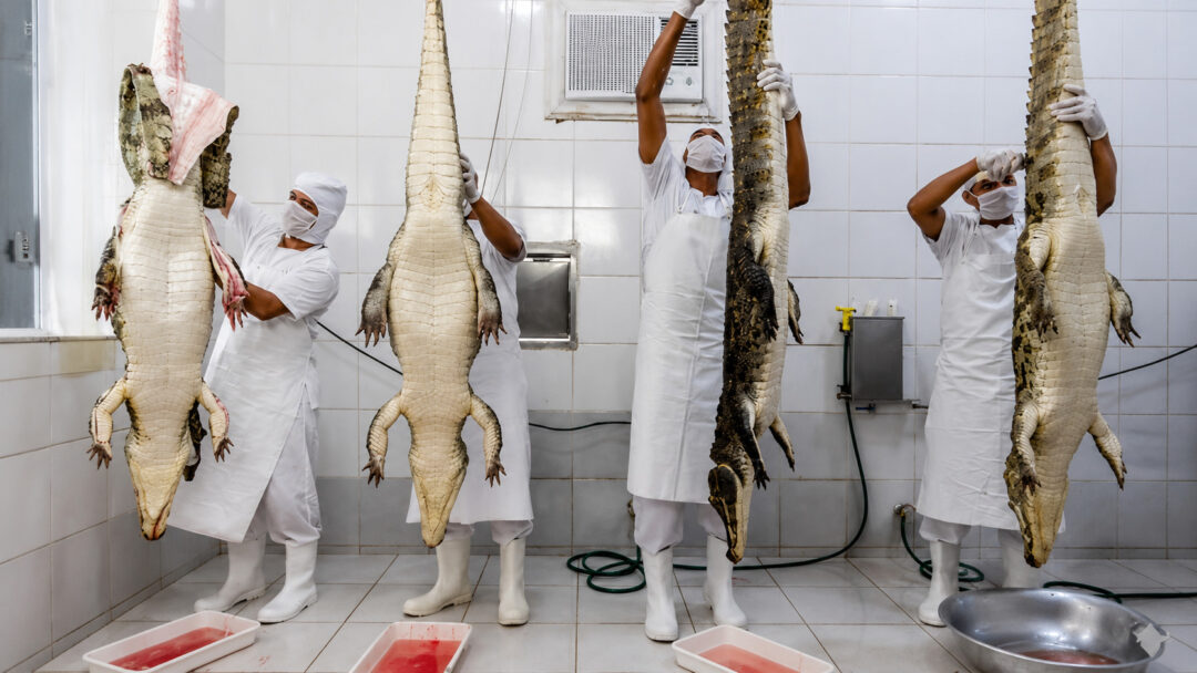 Imagem colorida mostra pessoas tirando carne de jacaré em abatedouro