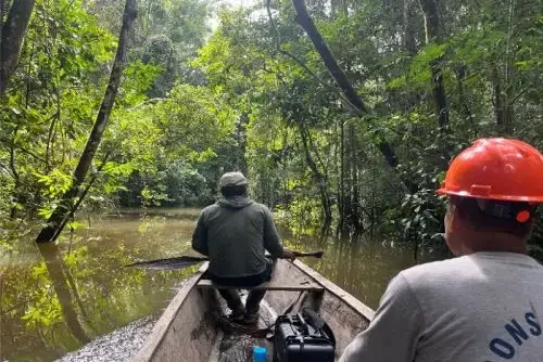 Fiscalização do Osinfor reduziu em mais de 99% os relatos de 'árvores fantasma' em Loreto