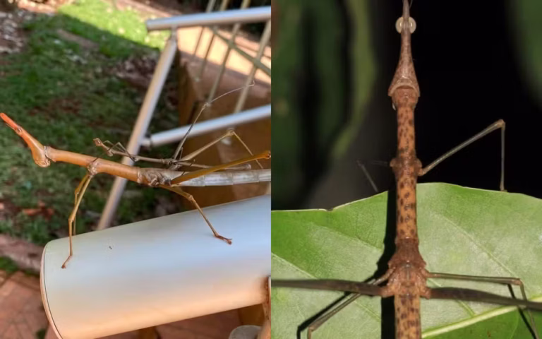 ‘Kamara’ e ‘Mãe da Mata’: toadas do Boi Garantido inspiram nomes de novas espécies de gafanhotos descobertas por pesquisadora no Amazonas