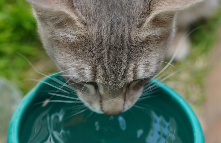 Animais domésticos também pedem atenção especial durante o verão amazônico