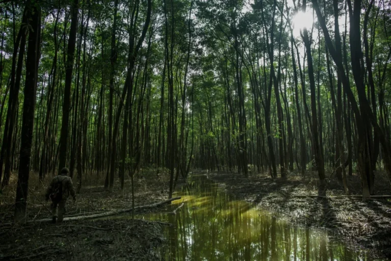 Dia Internacional dos Manguezais: presente na Amazônia, entenda a importância da conservação desse ecossistema