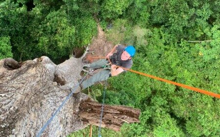 Árvores gigantes de florestas tropicais superam limites físicos para transportar água até o topo, mostra estudo