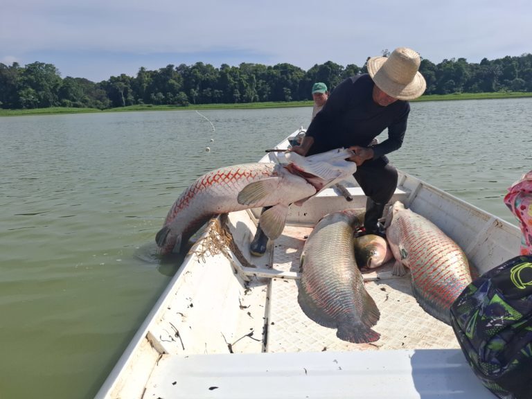 Estudo reafirma apenas uma espécie de pirarucu na Amazônia
