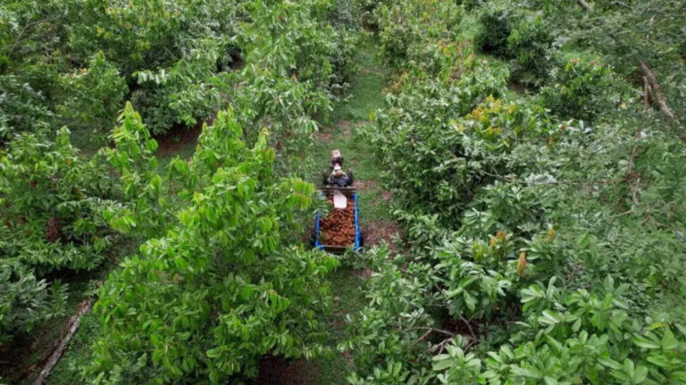 Floresta em pé vira fonte de renda para produtores de Rondônia; entenda