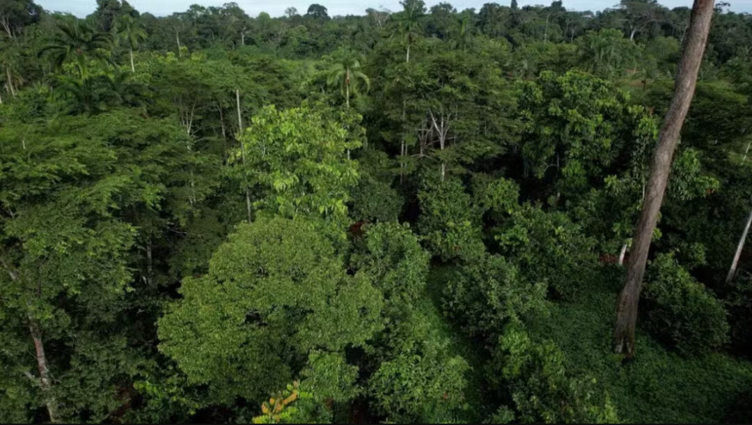 Floresta em pé se transformou em remuneração e geração de renda para produtores de cooperativa em Rondônia