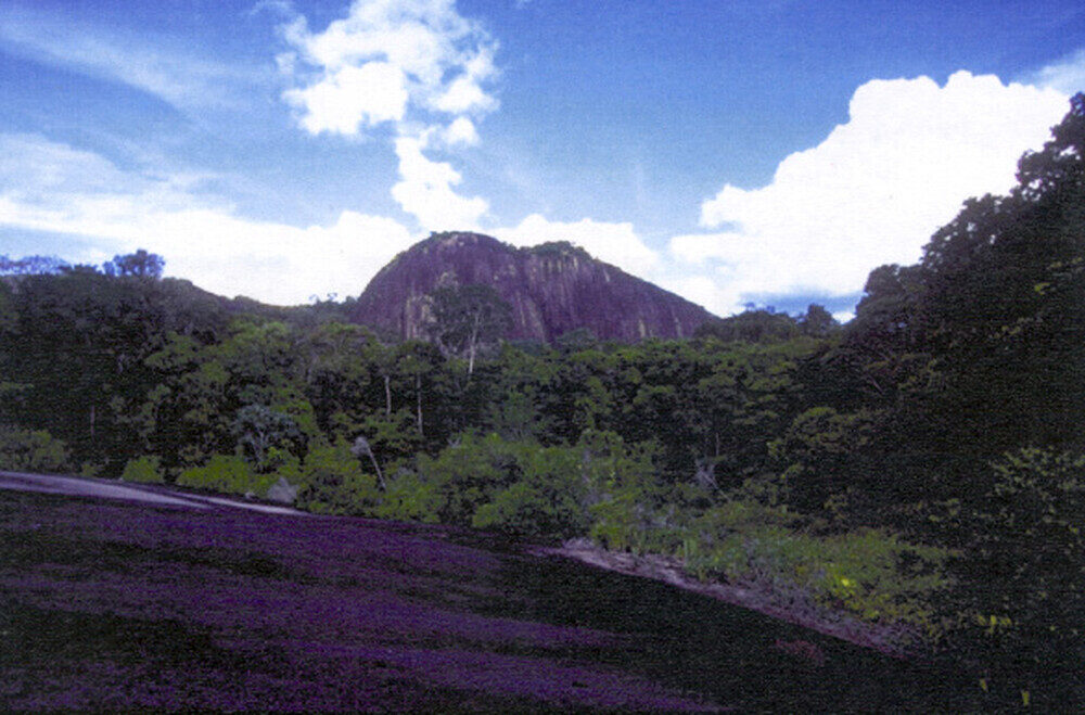 Reserva Natural do Suriname Central - Patrimônio