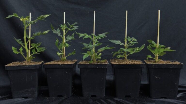 Pesquisadores de Mato Grosso publicam estudo que revela as complexidades da defesa das plantas