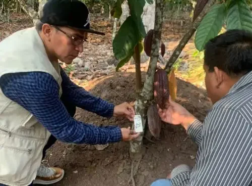 El Niño: IIAP utiliza drones, bioinsumos e DNA ambiental para reduzir riscos em florestas no Peru
