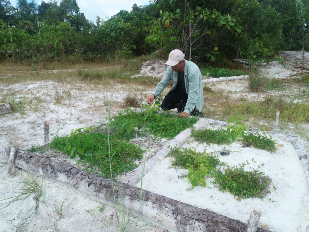IIAP propõe restaurar varillales degradadas pela extração de areia através de “ilhas de fertilidade”