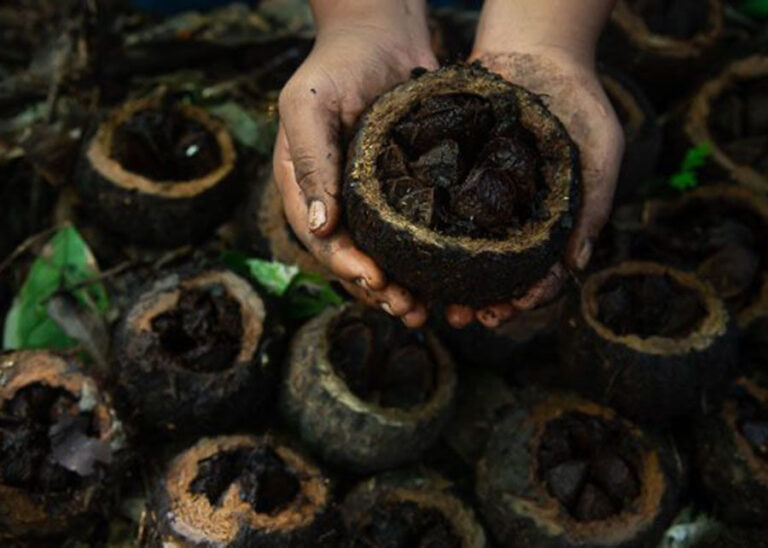 Castanha-da-amazônia produzida por indígenas em Rondônia recebe pagamento por serviços ambientais