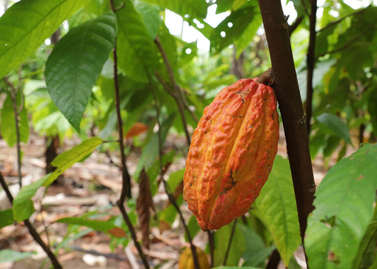 Mapeamento revela geografia da produção de cacau na Amazônia: Pará e Rondônia ganham destaque