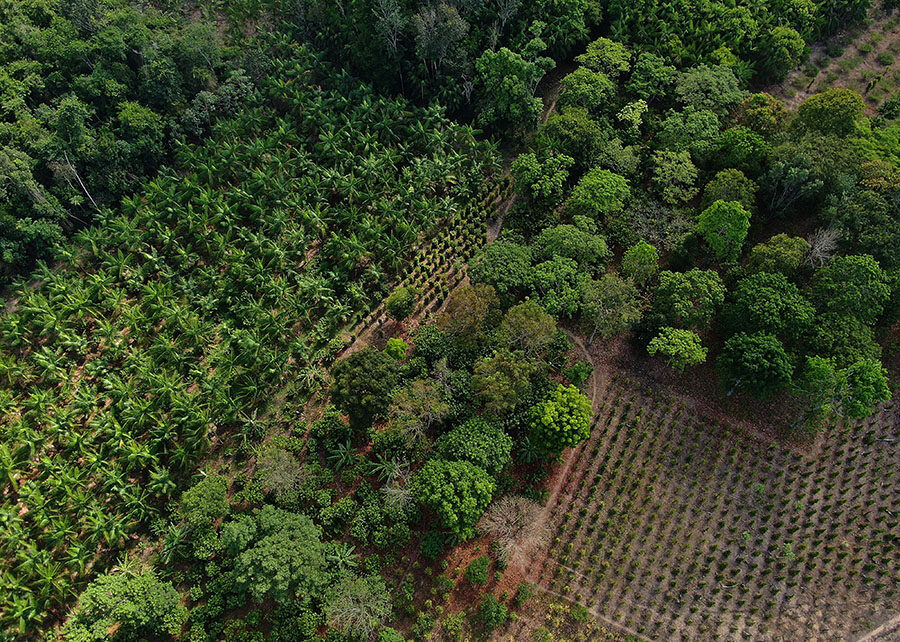 Mapeamento revela geografia da produção de cacau na Amazônia: Pará e Rondônia ganham destaque