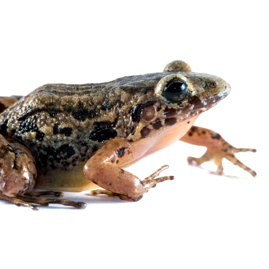Cientistas descobrem nova espécie de rã em florestas alagadas da Amazônia