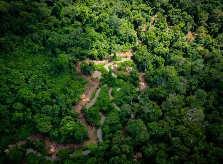 APA Triunfo do Xingu lidera pressão por desmatamento pelo quinto ano consecutivo na Amazônia