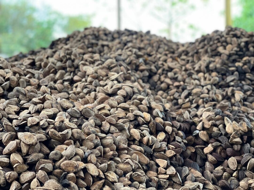 Mapeamento aponta avanço da bioeconomia na Amazônia e destaca desafios para ampliar impacto