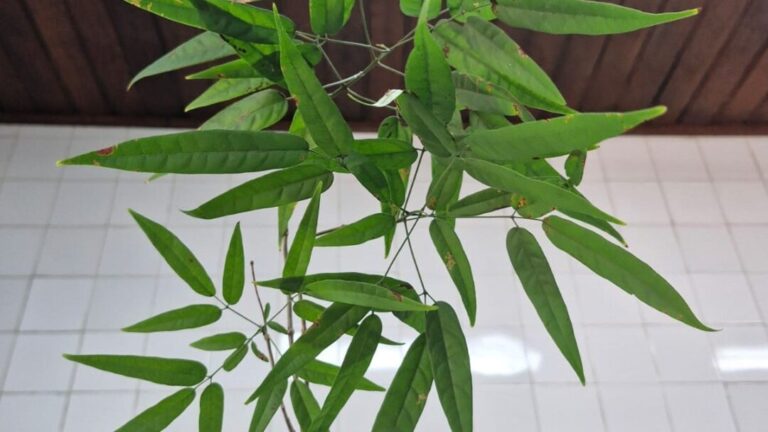 Pesquisadores usam extrato de planta amazônica para frear infecção em peixes