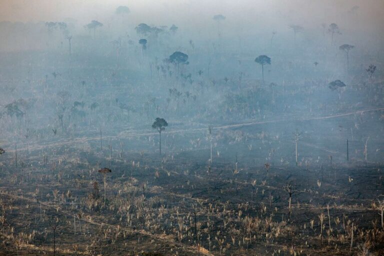 Desmatamento concentra 71% das investigações de crimes ambientais no Amazonas, aponta estudo