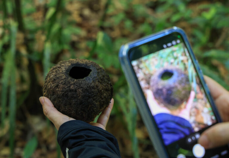 Projeto fortalece o manejo de castanha-da-amazônia na Flona de Caxiuanã, no Pará