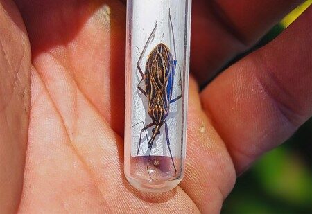 Pesquisas detalham como desmatamento impulsiona vetores de Chagas e leishmaniose na Amazônia