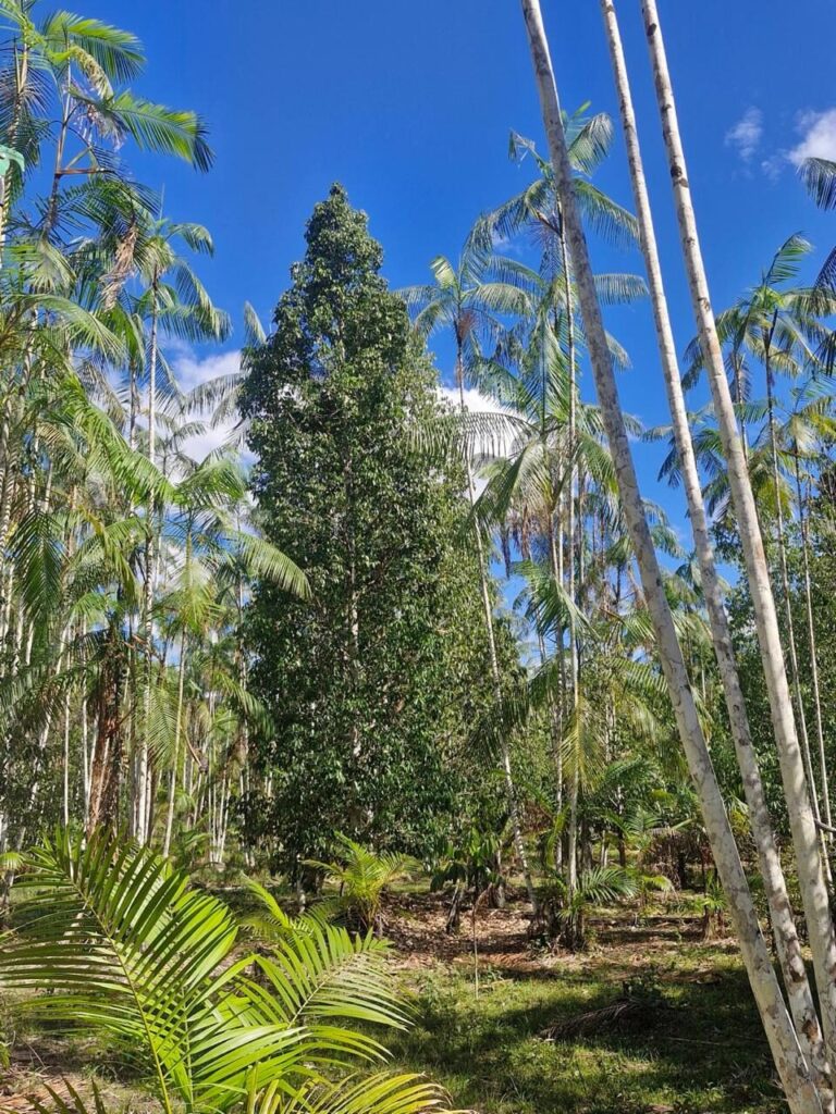 Puxuri, a árvore aromática da Amazônia com potencial científico e econômico